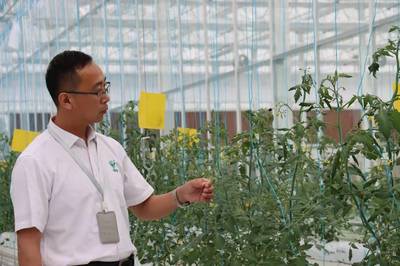 員工一年翻番，滬郊小鎮農業公司逆勢擴張背后的蔬菜種植新篇章