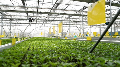 青海設施蔬菜生產格局初具雛形，總種植面積超10萬畝