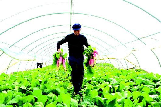甘谷縣磐安鎮五坪設施菜基地 萬畝蔬菜迎來豐收季，科技助農提質增效