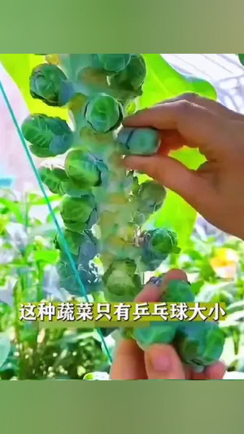 這種甘藍你吃過嗎？——家庭種植優質農產品的實用指南