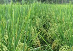 優質農產品種植面積不斷擴大 蔬菜產業的新趨勢